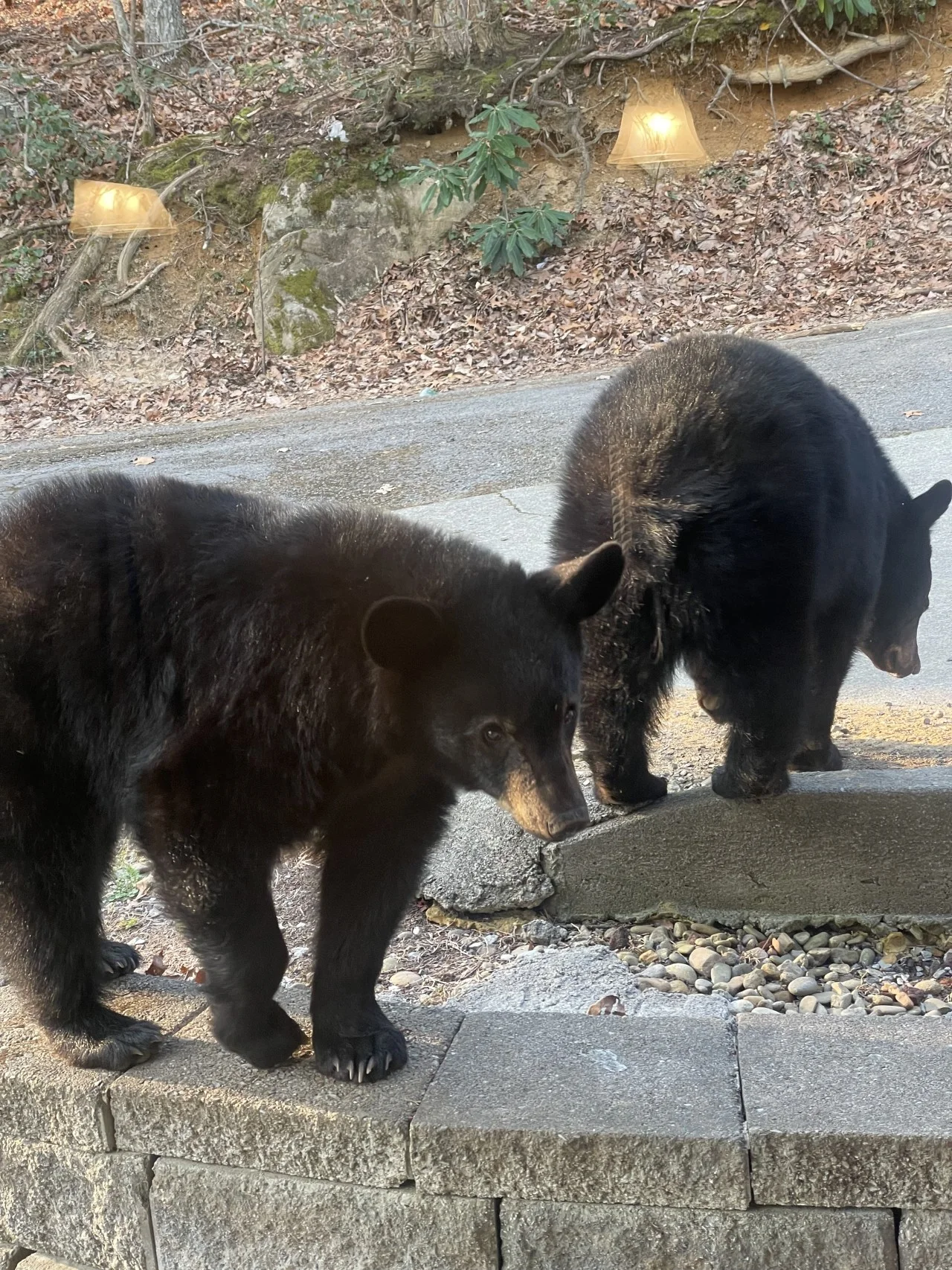 Two black bears on the stone driveway at Bear Cub Chalet Gatlinburg, TN, a pet-friendly cabin with a hot tub