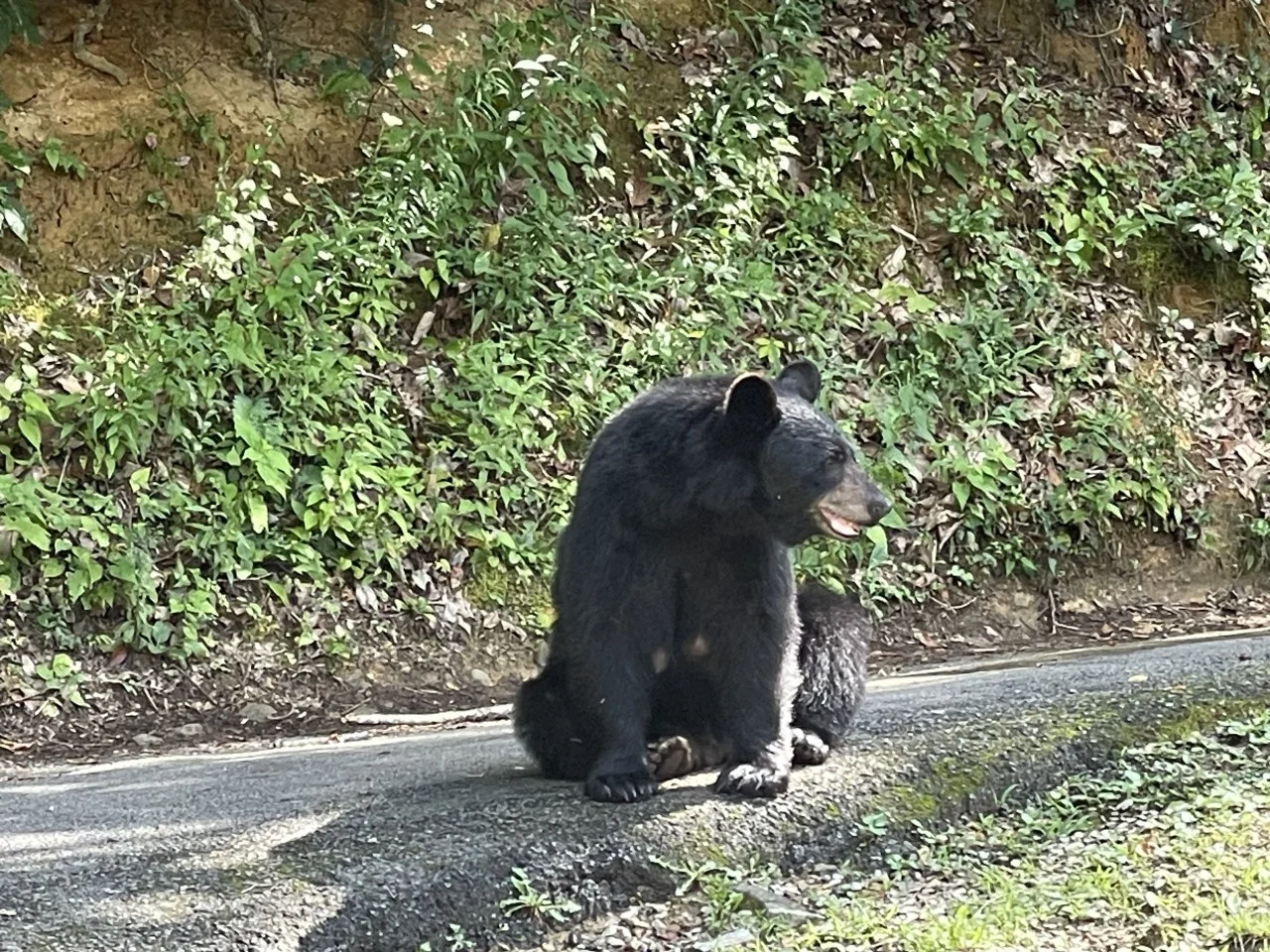 Black bear walking on forest road with mountain vegetation at Bear Cub Chalet in Gatlinburg