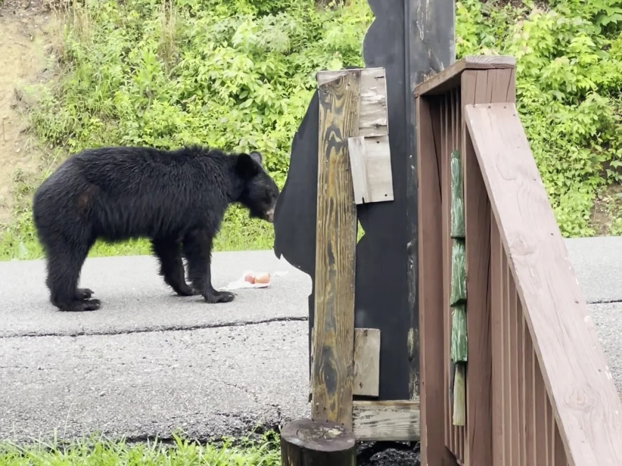 Black bear cub investigating a wooden bear box near a backyard cabin in dense green forest, black bear wildlife viewing in